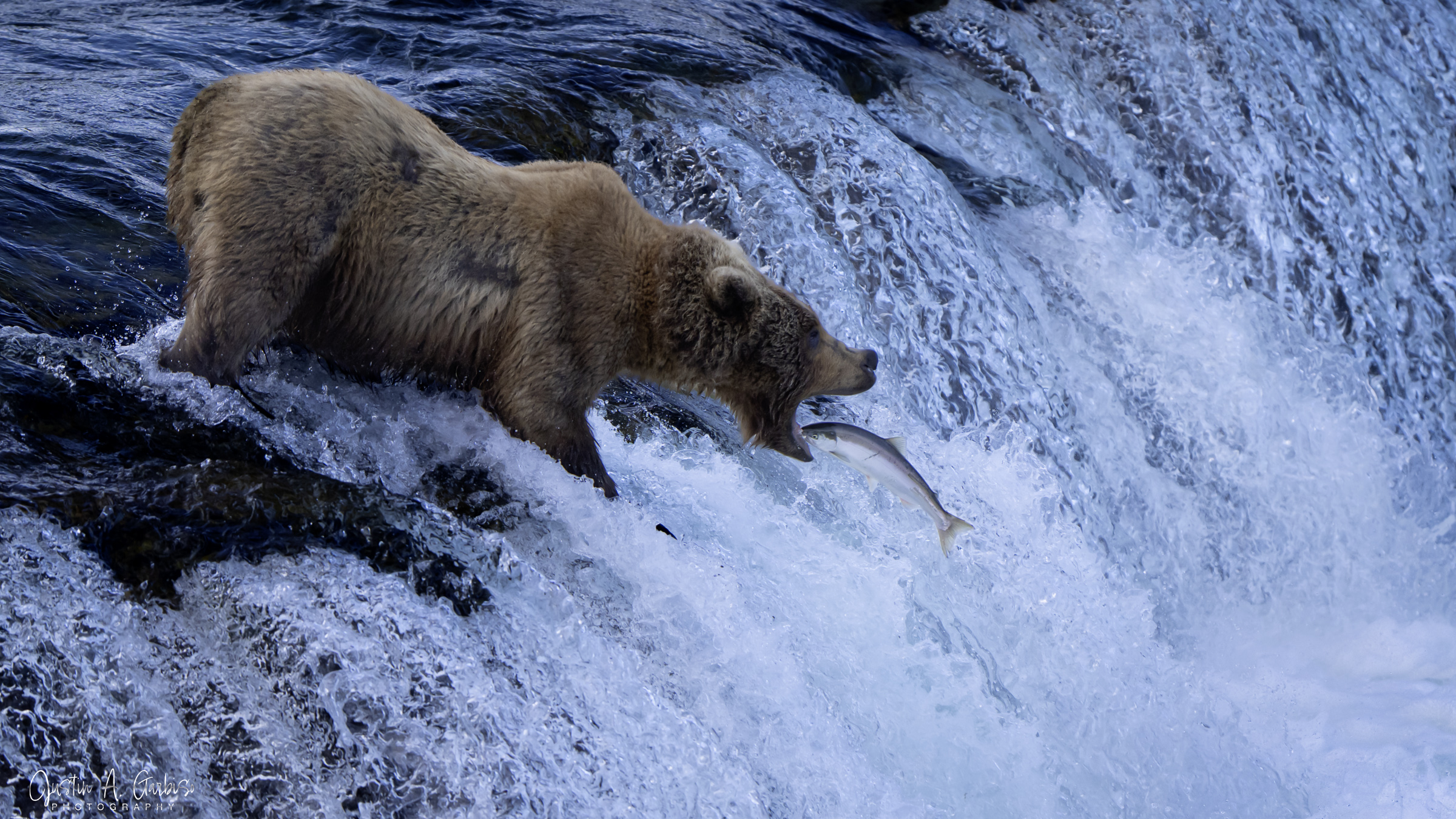 A brown bear catching a salmon mid-leap at Brooks Falls, Katmai National Park