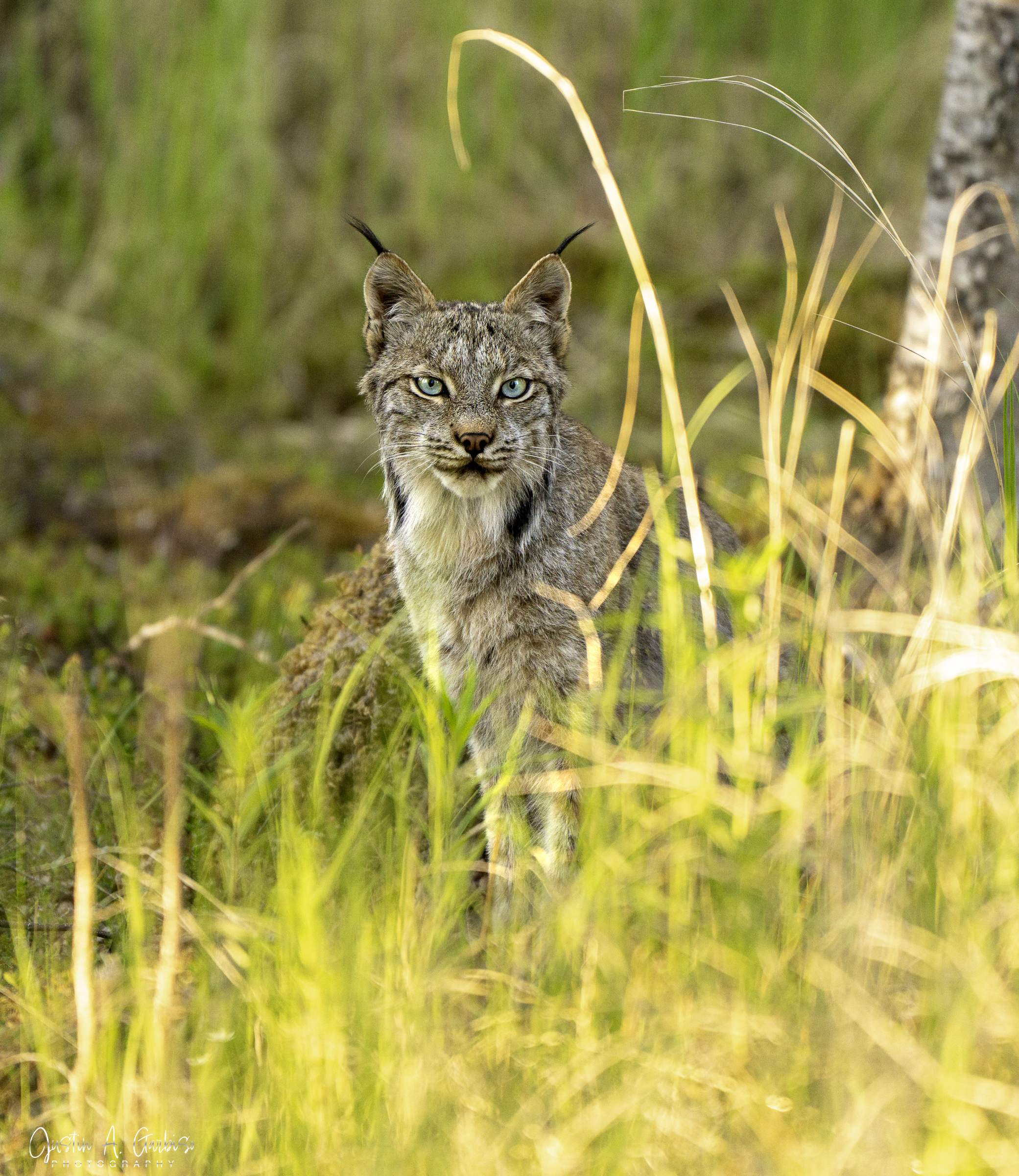Canada lynx staring directly at the camera through tall grass, Katmai National Park, Alaska
