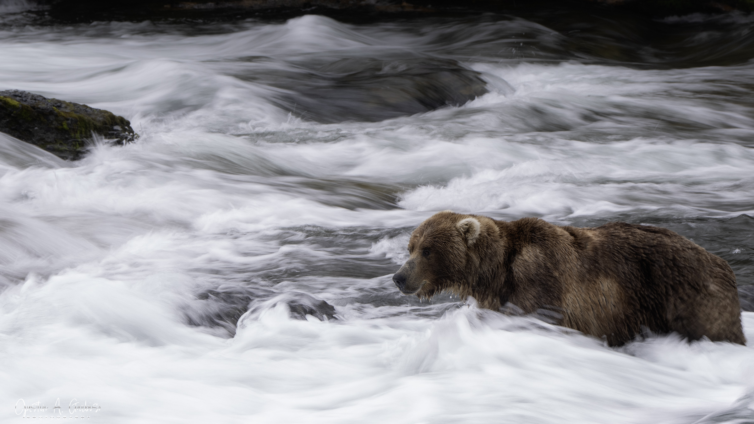 Brown bear wading through churning white water rapids at Katmai National Park, Alaska