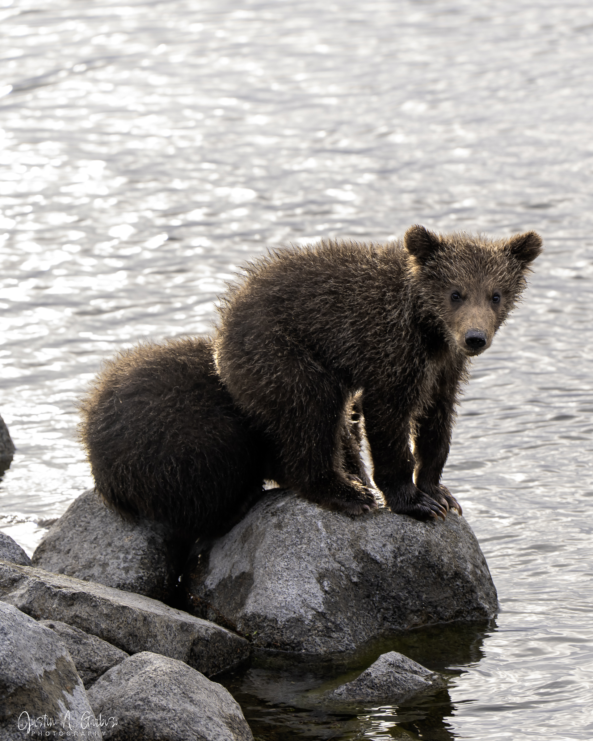 Young brown bear cub standing on rocks at the water's edge, Katmai National Park, Alaska