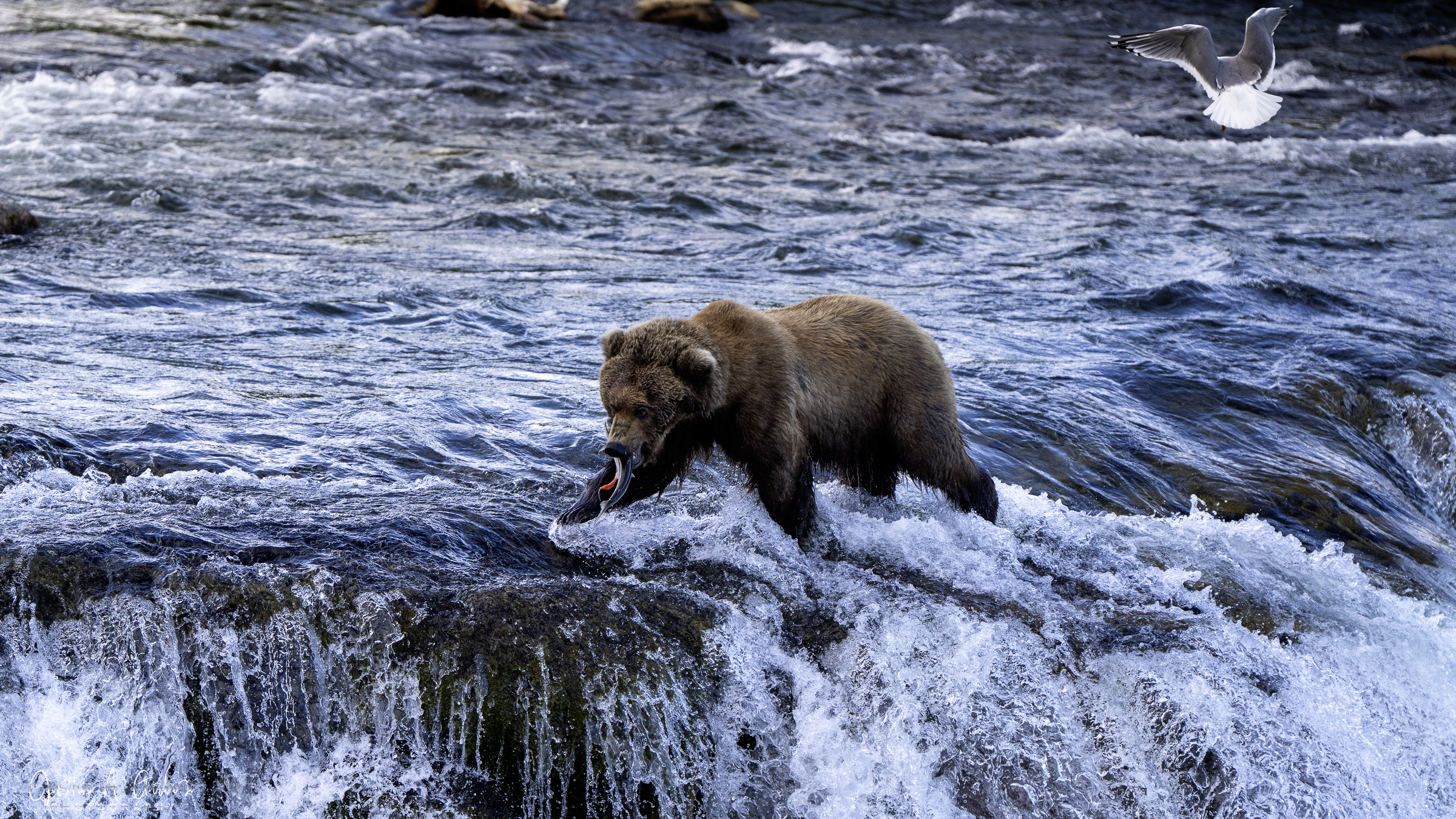 Wildlife photography by Justin A. Garbiso